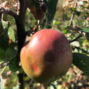 Pommier Reine des Reinettes