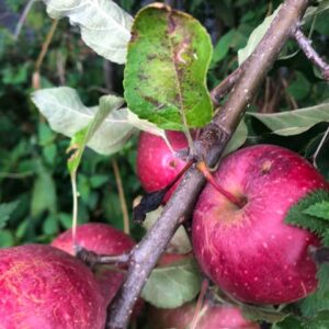 Pommier Calville Rouge