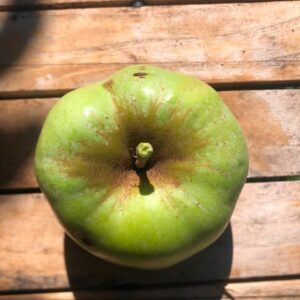 Pommier Calville Blanc d'Hiver