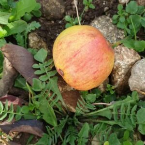 Pommier Reinette D'Armorique