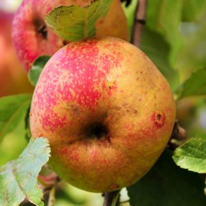 Pommier Pomme d'Août