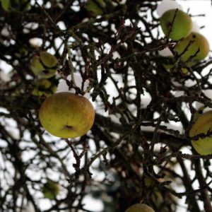 Pommier Reinette de Caux