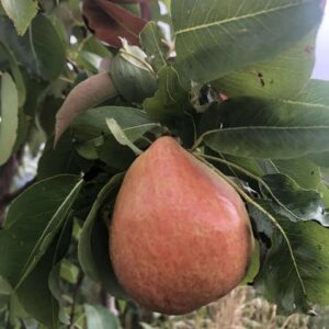 Poirier Marguerite Marillat