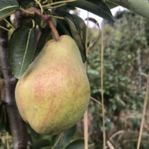 Poirier William's Jaune