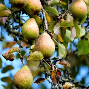 Poirier Sucrée de Montluçon