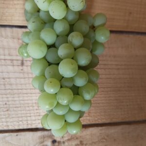 Vigne Exalta Blanc