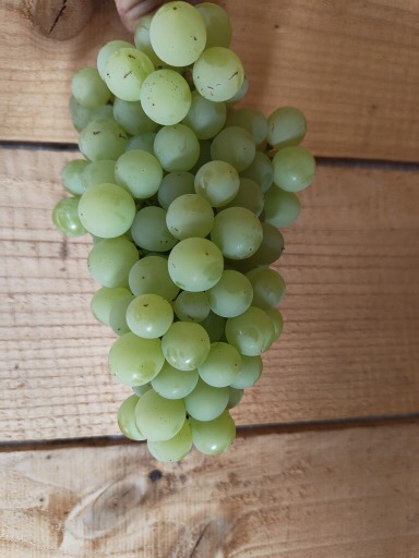 Vigne Exalta Blanc