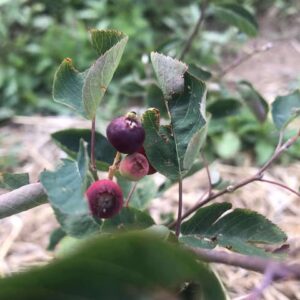 Amélanchier à Feuilles Ovales