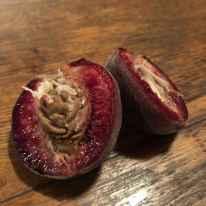 Pêcher Sanguine Durieux