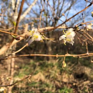 Chèvrefeuille d'Hiver