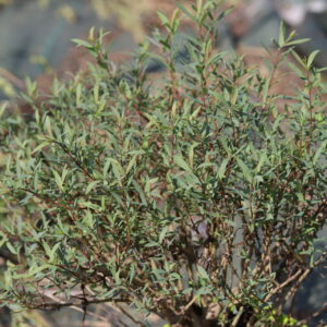 Saule à Feuilles de Romarin