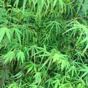 Erable du Japon Linearilobum