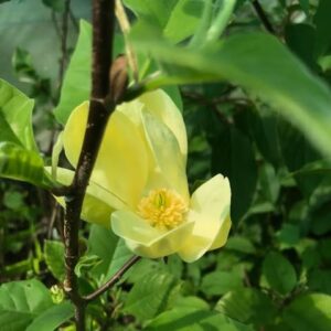 Magnolia Yellow Bird