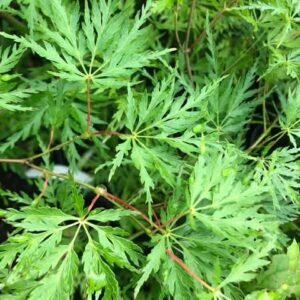 Erable du Japon Seiryu