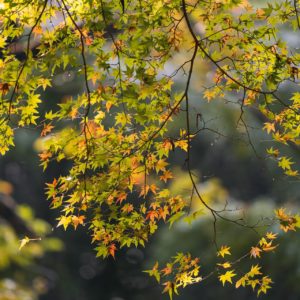 Erable du Japon Senkaki ou Sangokaku