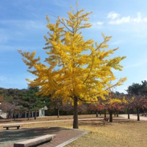 Ginkgo 'Princeton Sentry' mâle