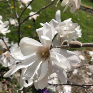 Magnolia stellata