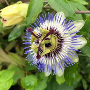 Passiflore Bleu