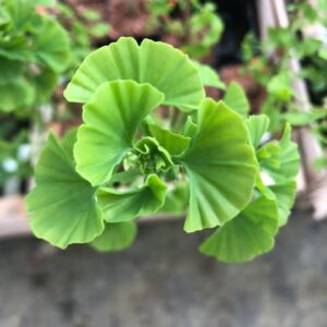 Ginkgo Biloba