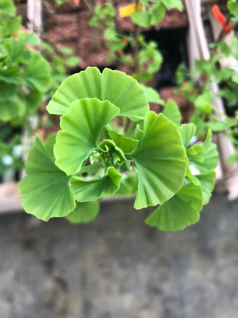 Ginkgo Biloba