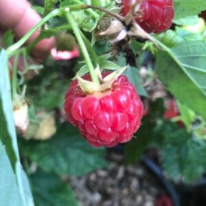 Framboisier Fallred