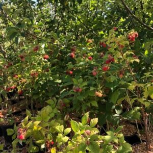 Framboisier Septembre