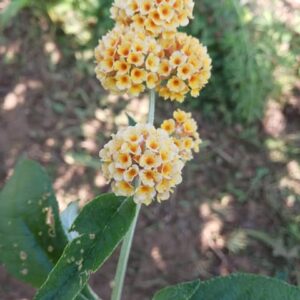 Buddleia 'Sungold' jaune