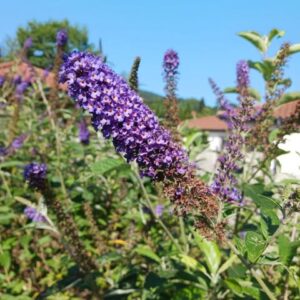 Buddleia 'Empire Blue' bleu