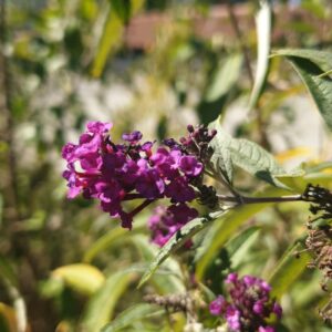 Buddleia 'Royal Red'