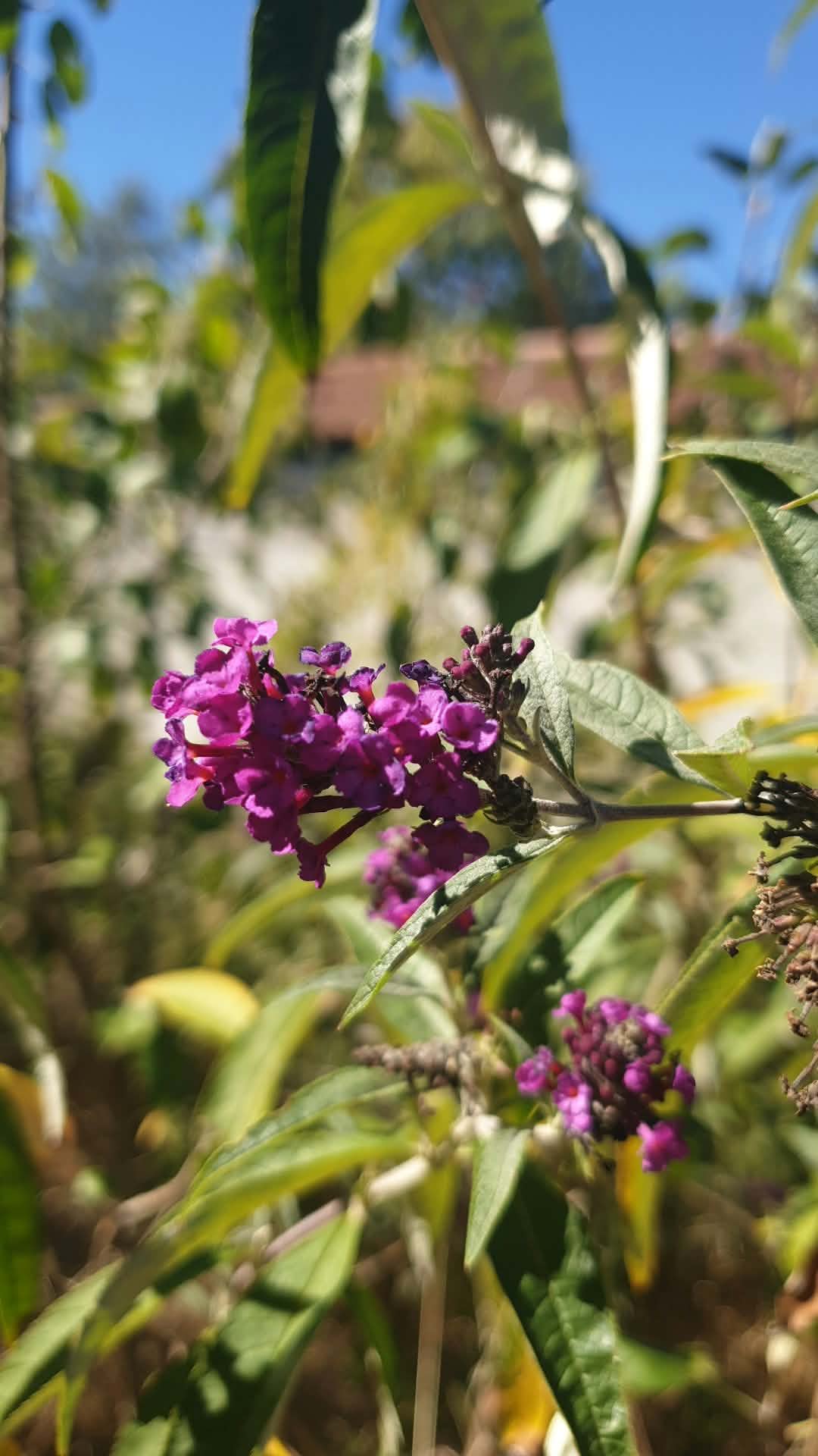 Buddleia 'Royal Red'