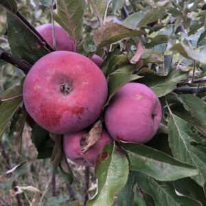 Pommier Roter Garden