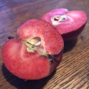 Pommier Scarlet Surprise