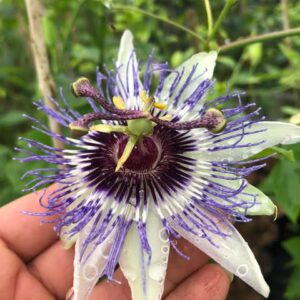 Fleur de la passion 'Colvillii' - Passiflore