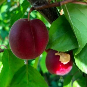 Prunier Pluot  'Bolognese'