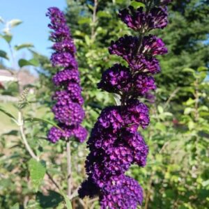 Buddleia 'Black Knight'