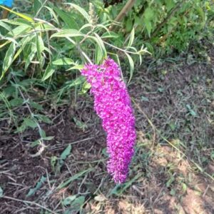 Buddleia 'Nano purple'