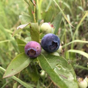 Myrtillier 'Spartan'