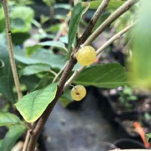 Chalef d'Automne 'Pointilla Fortunella'