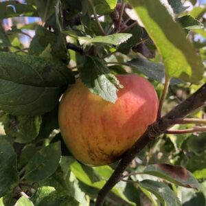 pommier Reinette d'Allemagne