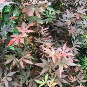 Érable du Japon 'Brandt's Dwarf'