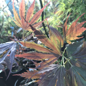 Erable du Japon 'Beni-Gasa'