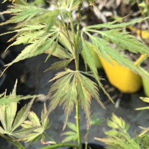 Érable du Japon 'dissectum Green Globe'