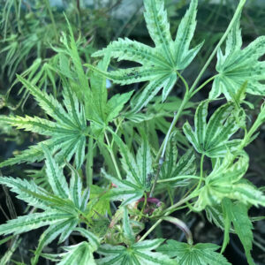 Érable du Japon 'Higasayama'