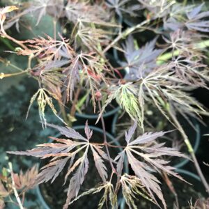 Érable du Japon 'Inaba-Shidare'