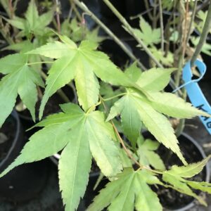 Érable du Japon 'Kagiri-nishiki'