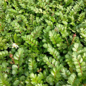 Mure rampante de Taïwan