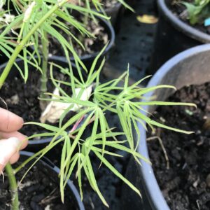 Érable du Japon 'Scolopendrifolium'