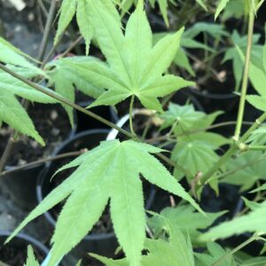 Érable du Japon 'Shoshika'