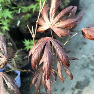 Erable du Japon Trompenburg