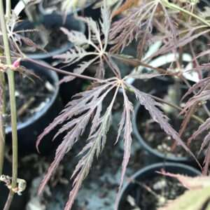 Érable du Japon 'garnet'